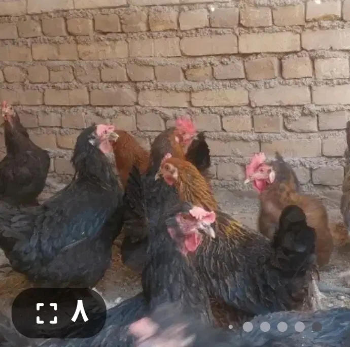 مرغ|حیوانات مزرعه|یزد, |دیوار