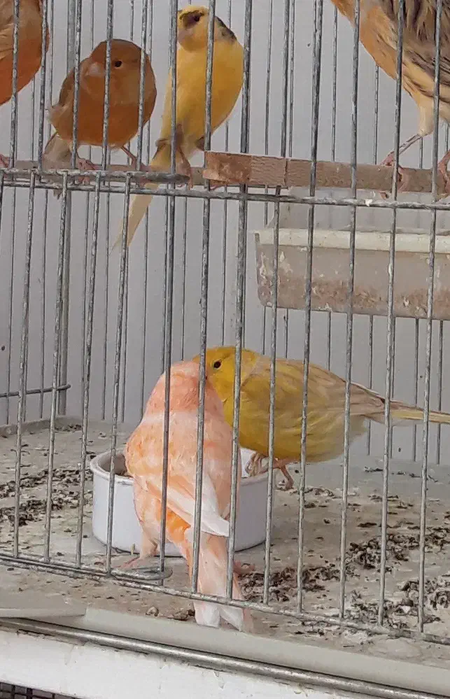 فروش قناری جفت وتک|پرنده|حمیدیا, |دیوار