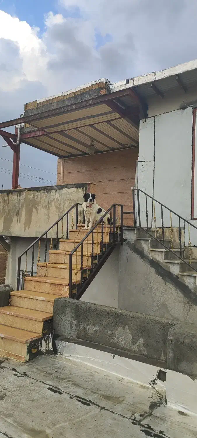 قهدریجانی نر|سگ|کامیاران, |دیوار