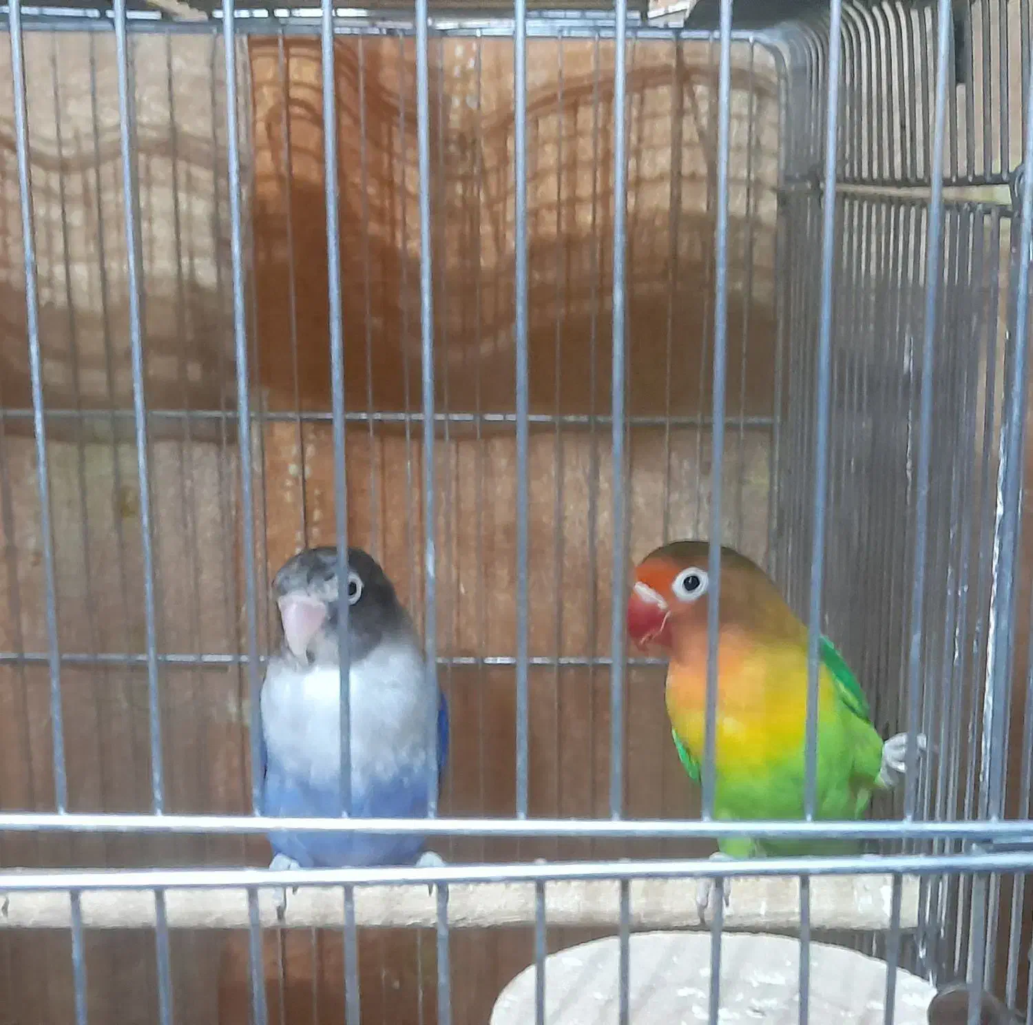 کوتوله برزیلی|پرنده|شاهینشهر, حافظ شمالی|دیوار