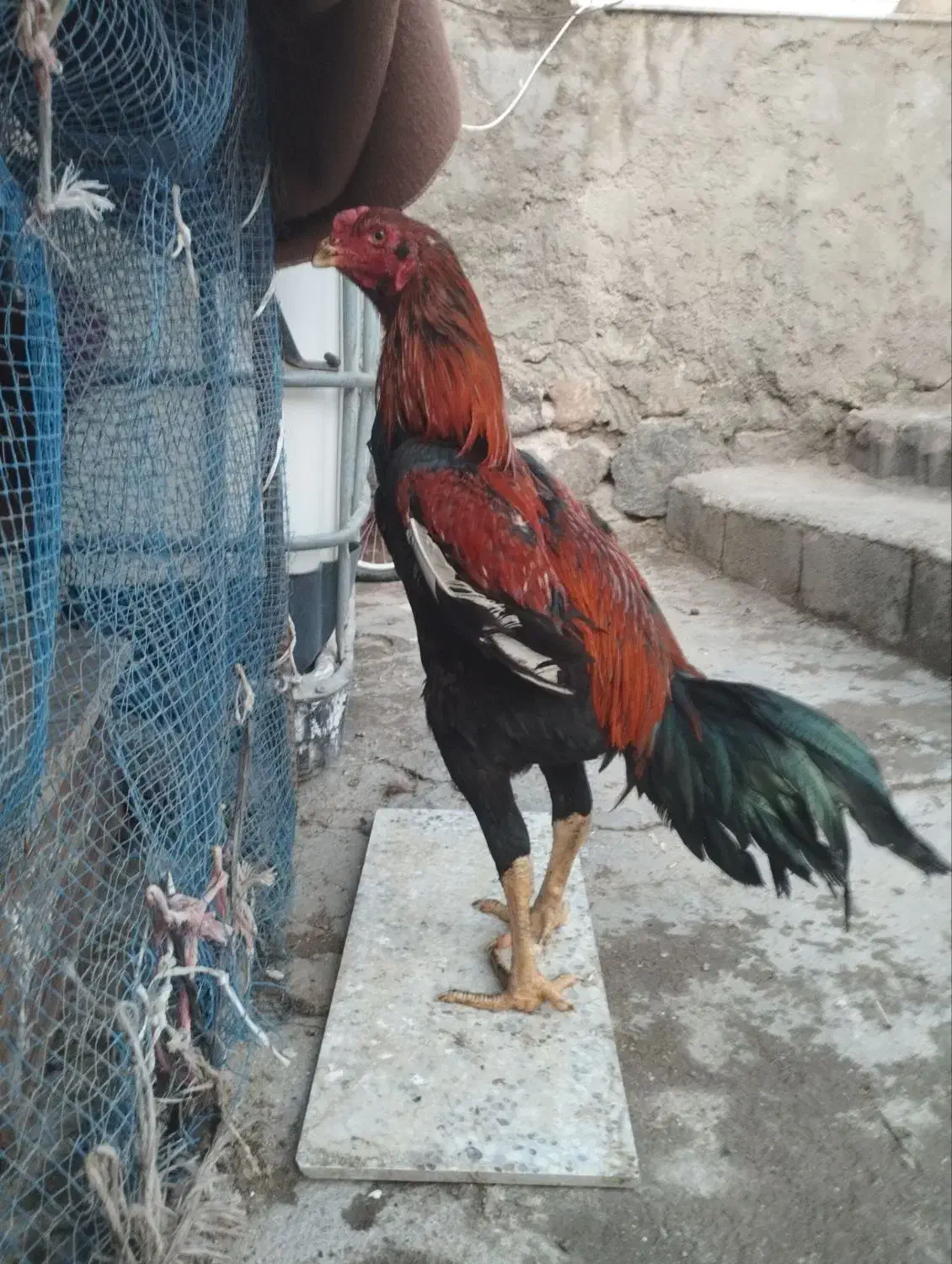 خروس لاری|حیوانات مزرعه|خسروشاه, |دیوار