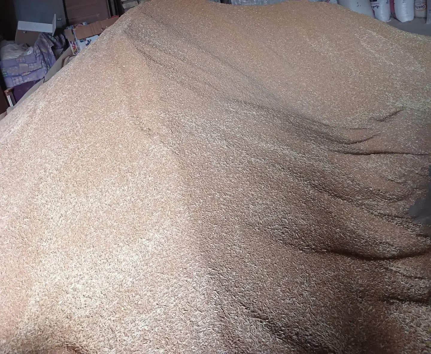 گندم آبی|گل و گیاه طبیعی|آبکوه, |دیوار