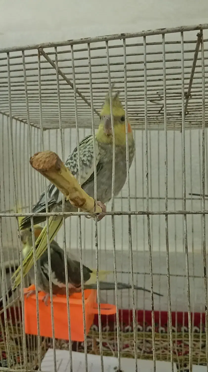 جوجه عروس هلندی مرواریدی ودسعی نیست|پرنده|شاندیز, |دیوار