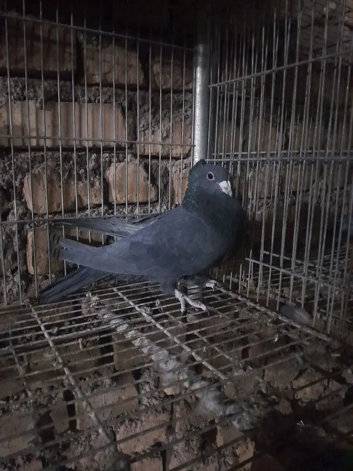 زاغ ابادانی. نر|پرنده|مروست, |دیوار