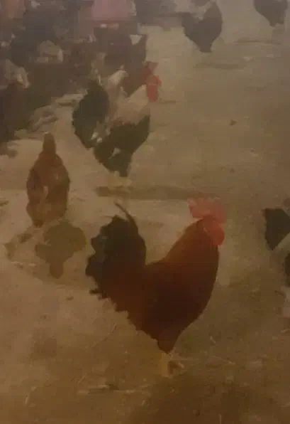 تخم مرغ محلی  نطفه دار و خوراکی|حیوانات مزرعه|گرگان, |دیوار