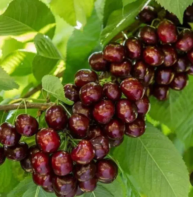 نهال گیلاس بینگ آمریکایی ،درخت گیلاس در نهالستان|گل و گیاه طبیعی|مشهد, خواجه ربیع|دیوار