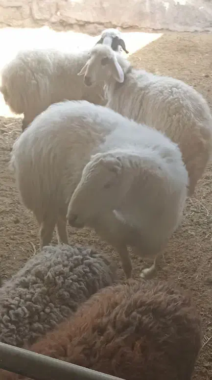 قوچ سرک دار|حیوانات مزرعه|بادرود, |دیوار