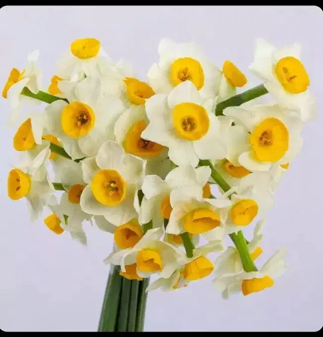 فروش گل طبیعی ارگانیک تازه100%|گل و گیاه طبیعی|ایرانشهر, |دیوار