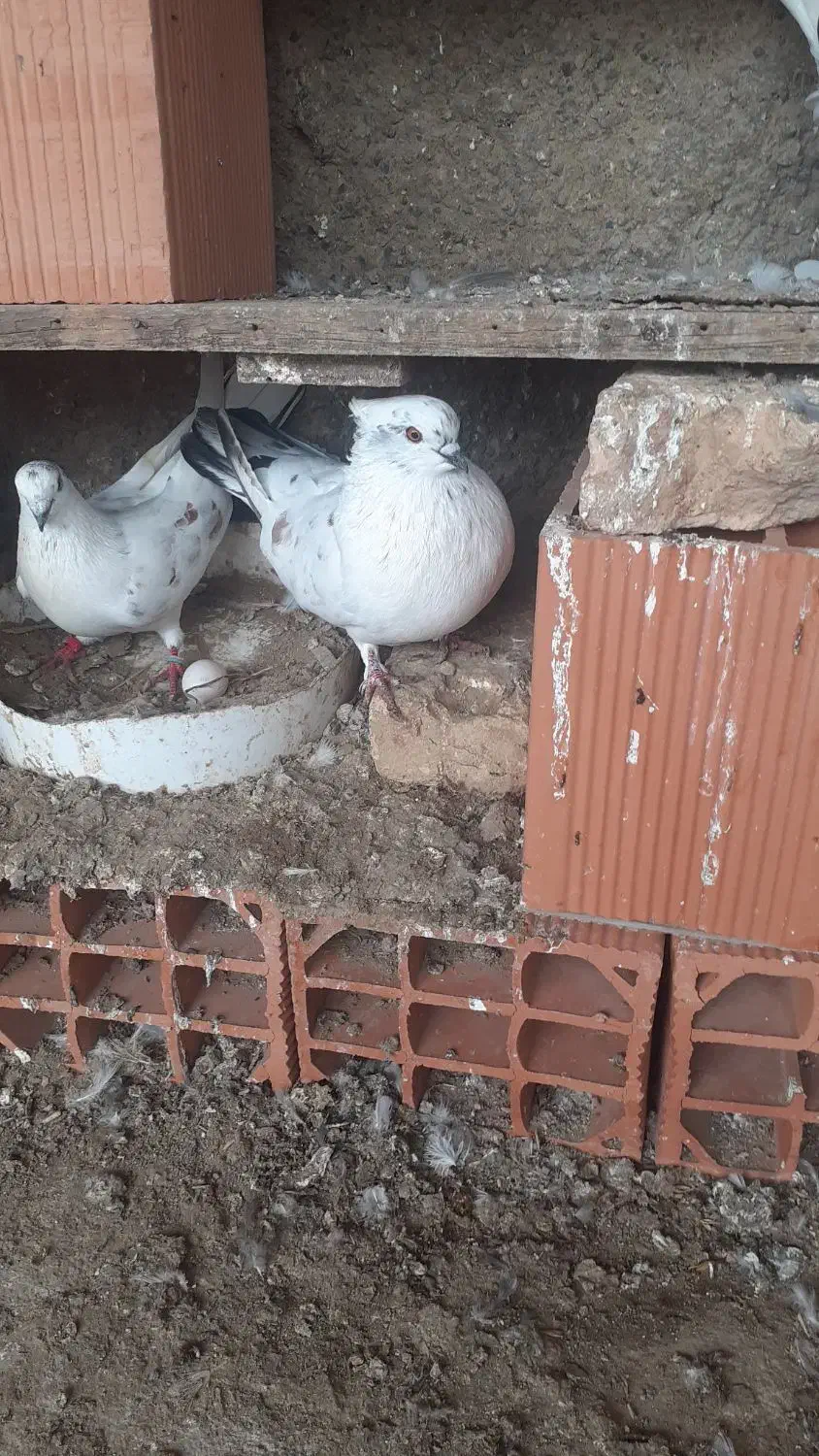 کبوتر|پرنده|سیمین شهر, |دیوار