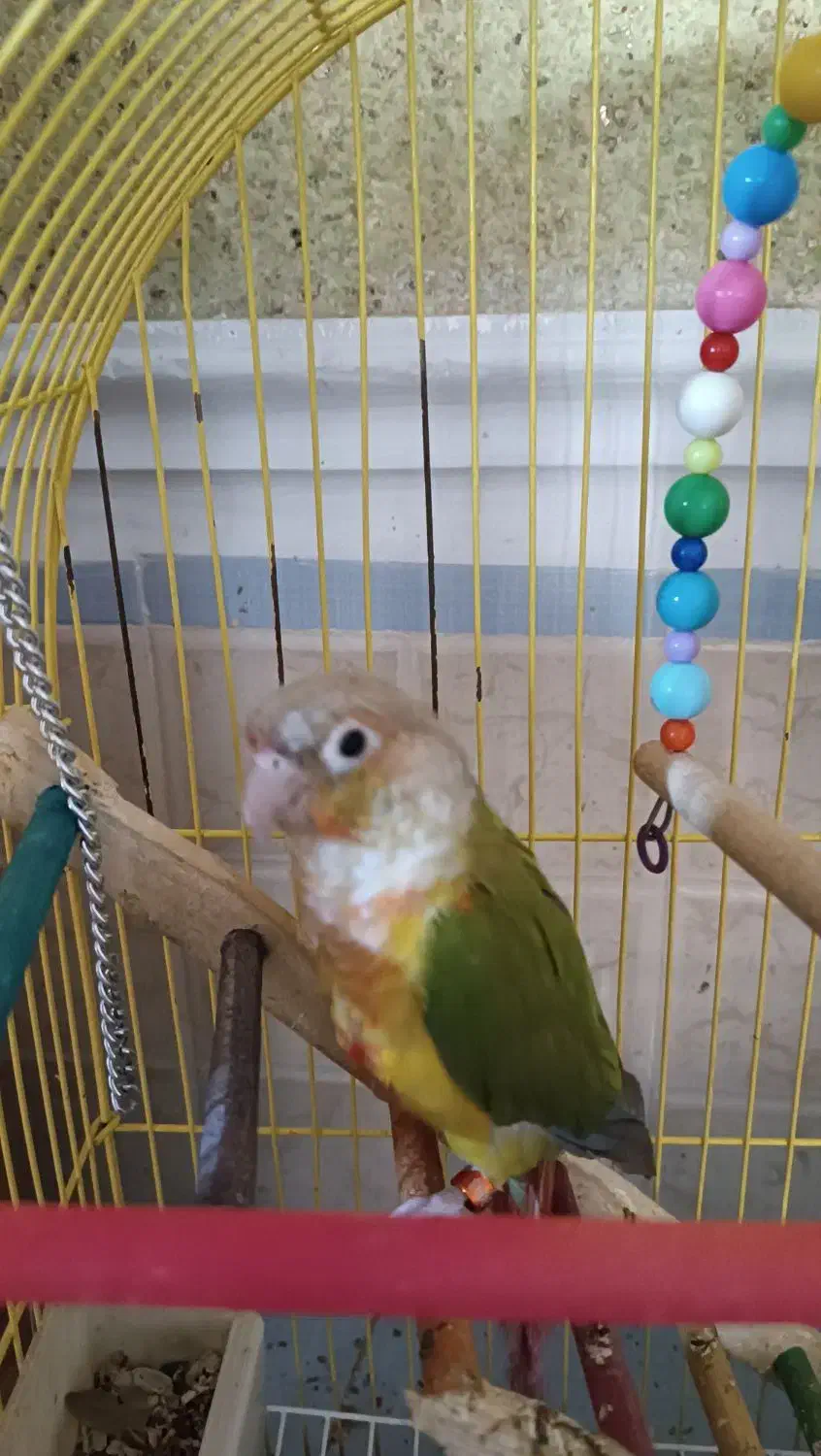 طوطی گیرین چیک آناناسی|پرنده|هشتگرد, هیو|دیوار