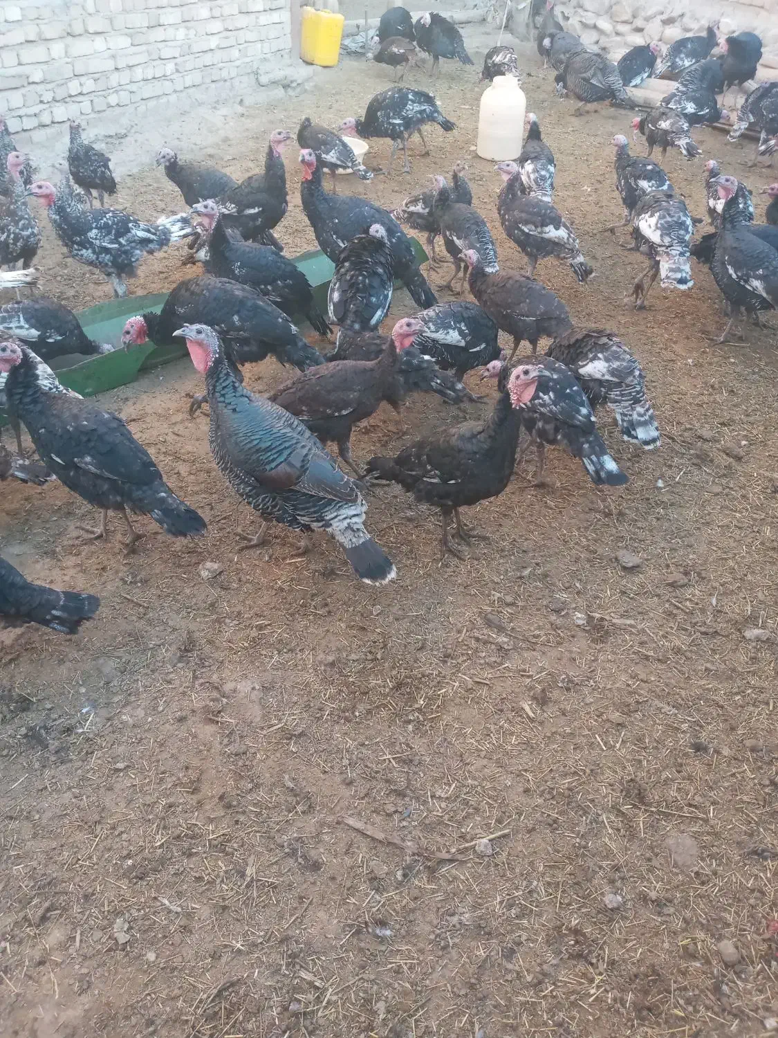 بوقلمون فروشی|حیوانات مزرعه|شادیان, |دیوار