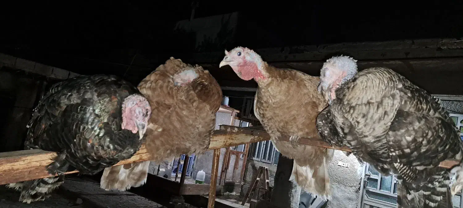 بوقلمو گناوه|حیوانات مزرعه|بندر گناوه, |دیوار