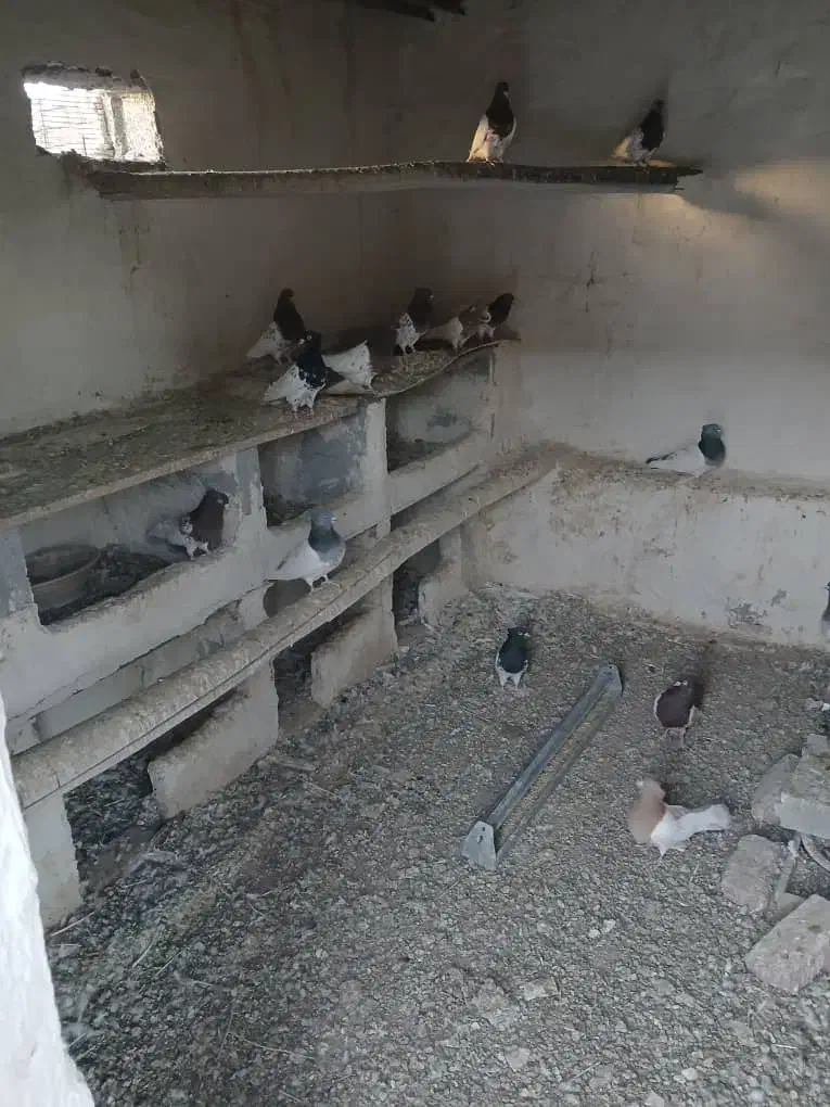 کفتر|پرنده|خسروشاه, |دیوار