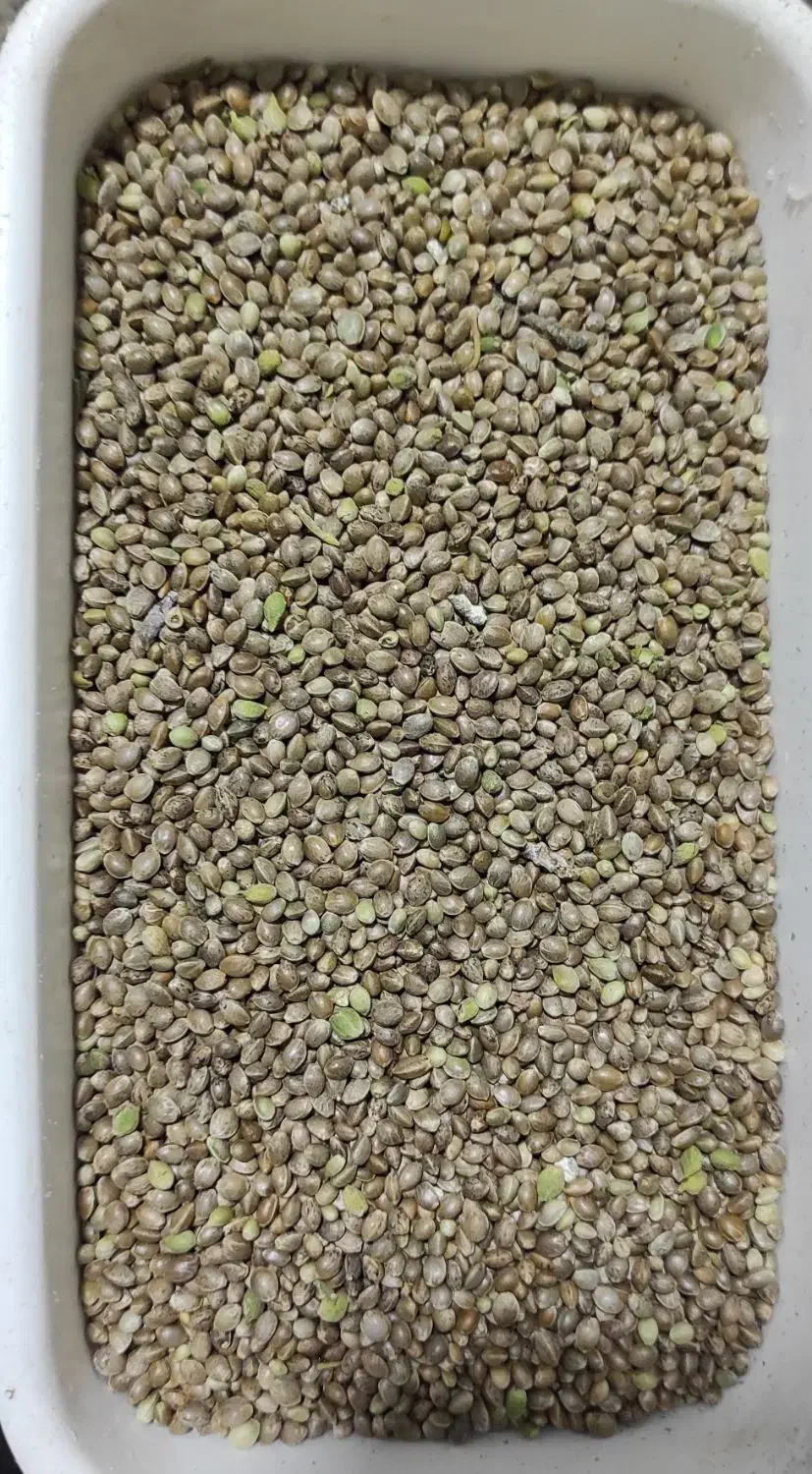 سهره دانه|پرنده|مرودشت, ابوذر شمالی‎|دیوار