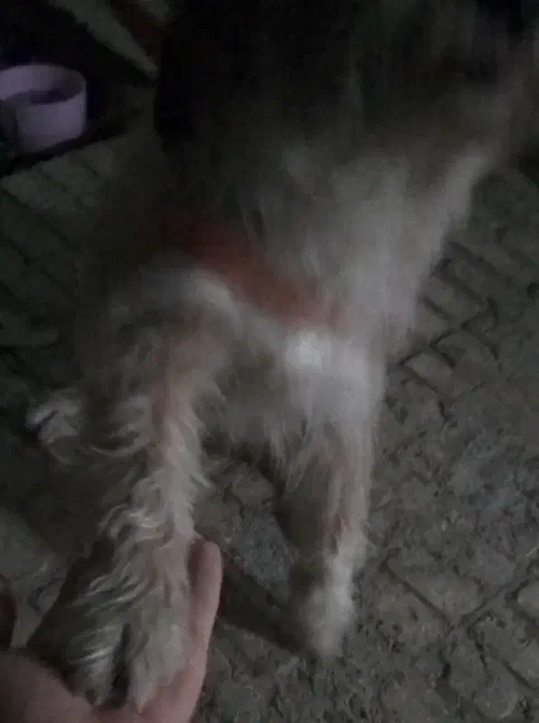 واگذاری، سگ شیتزو تریر ریال|سگ|اسلامشهر, مطهری|دیوار