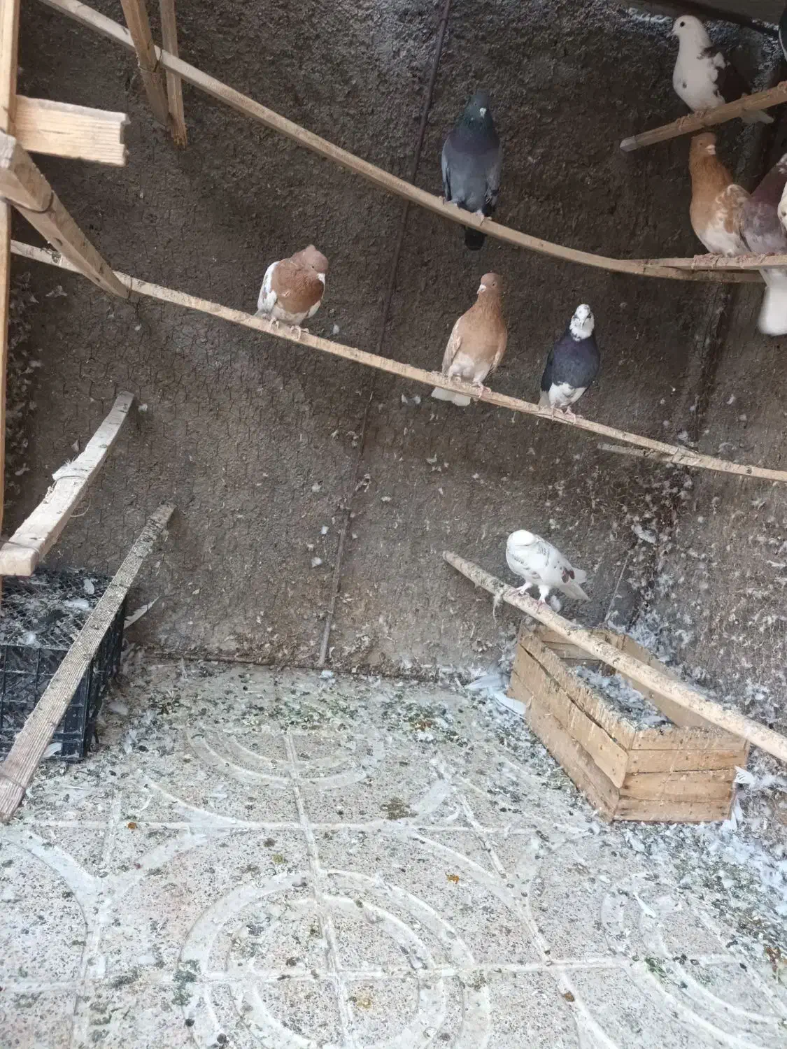 کبوتر|پرنده|اصفهان, سپاهانشهر|دیوار