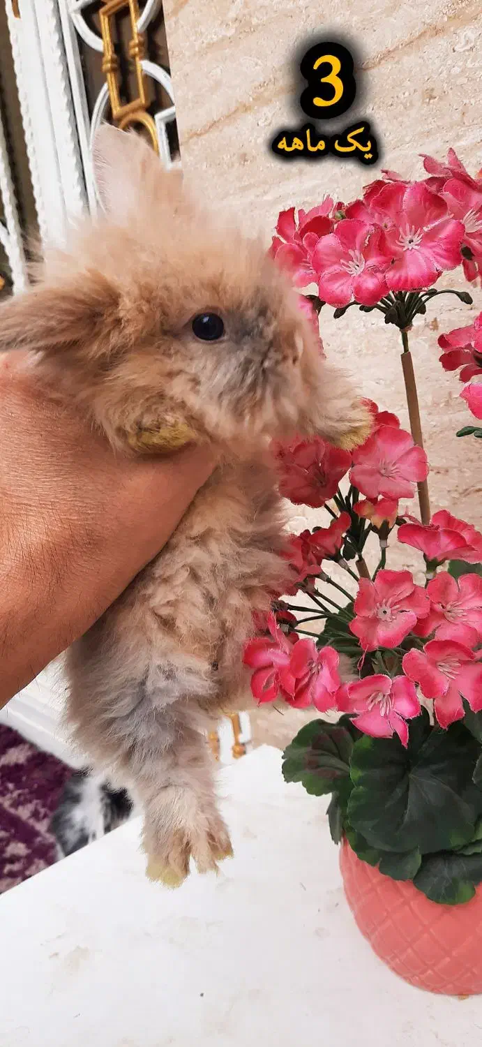 خرگوش مینی لوپ اصل|موش و خرگوش|قرچک, صالح آباد|دیوار