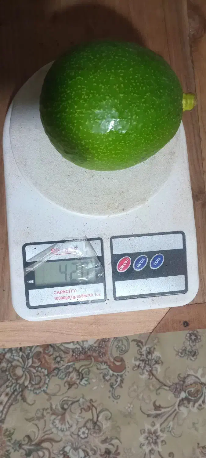 میوه آووکادو|خوردنی و آشامیدنی|تنکابن, |دیوار