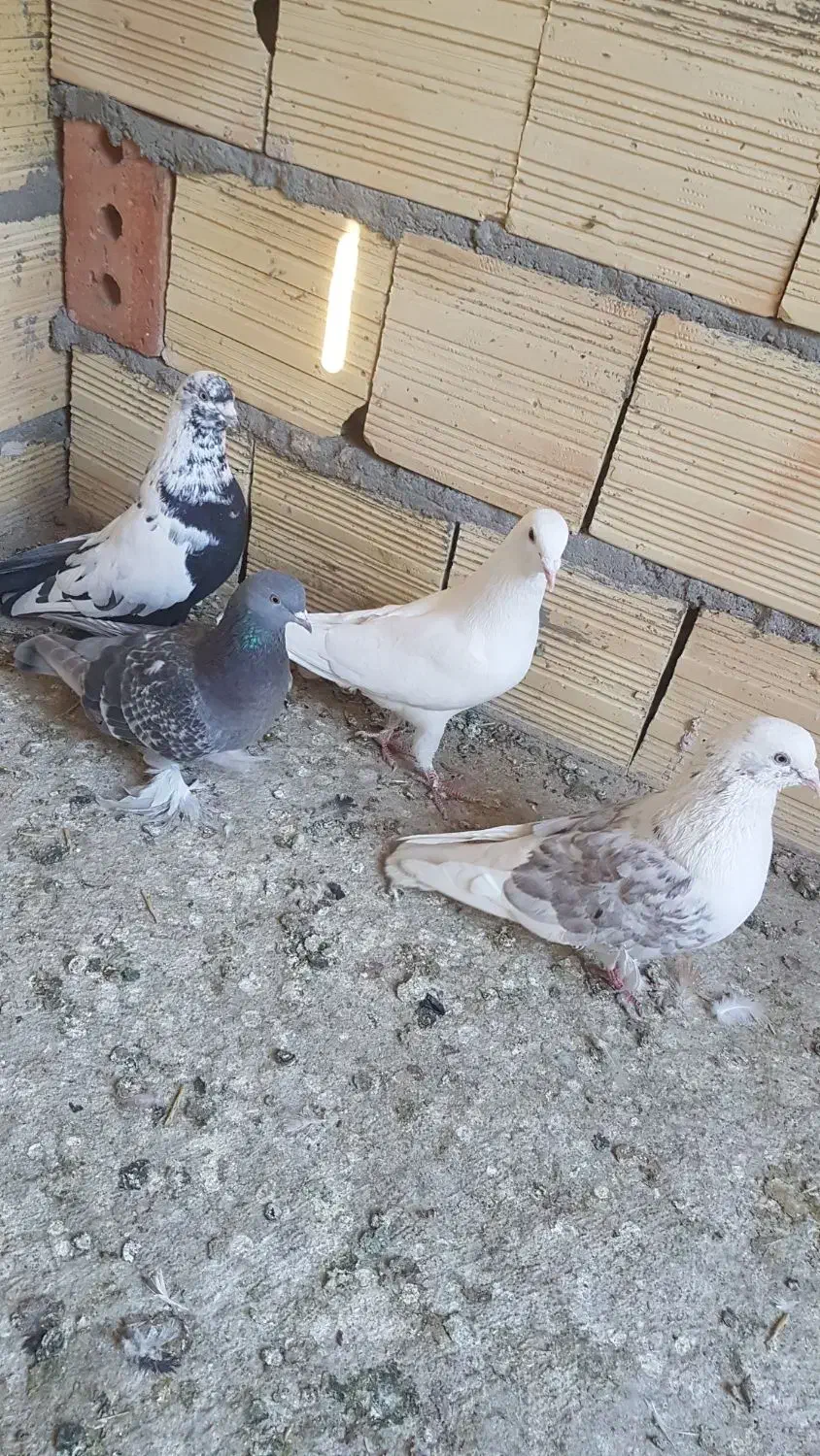 کبوتر|پرنده|تبریز, |دیوار