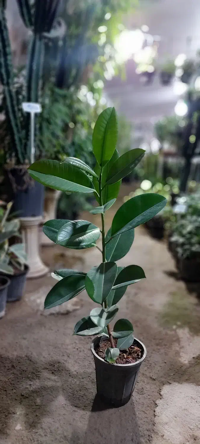 گل های آپارتمانی|گل و گیاه طبیعی|ساوه, |دیوار