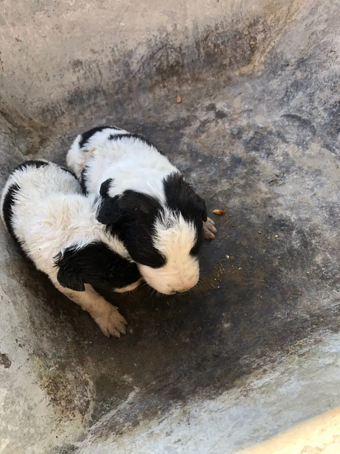 سگ قدرجونی نر و ماده جفت واگزار میشه|سگ|نوشهر, |دیوار