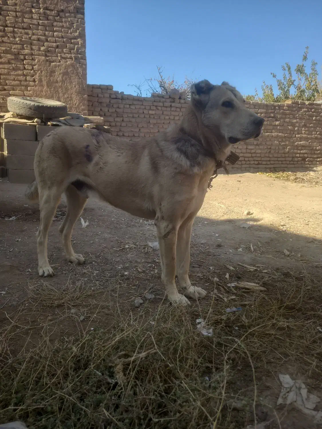 سگ سرابی|سگ|مرند, |دیوار