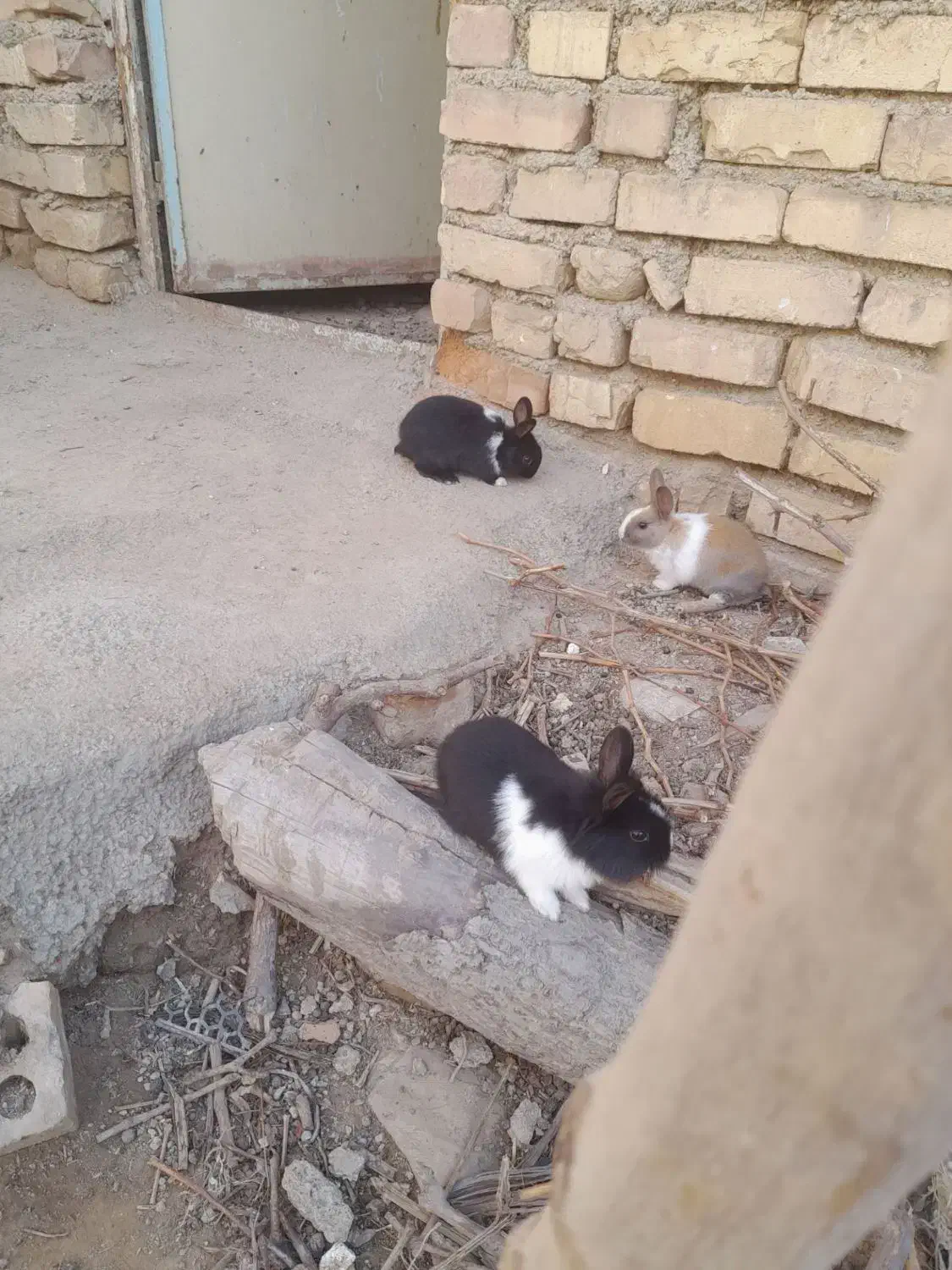 خرگوش سالم|موش و خرگوش|جوادآباد, |دیوار