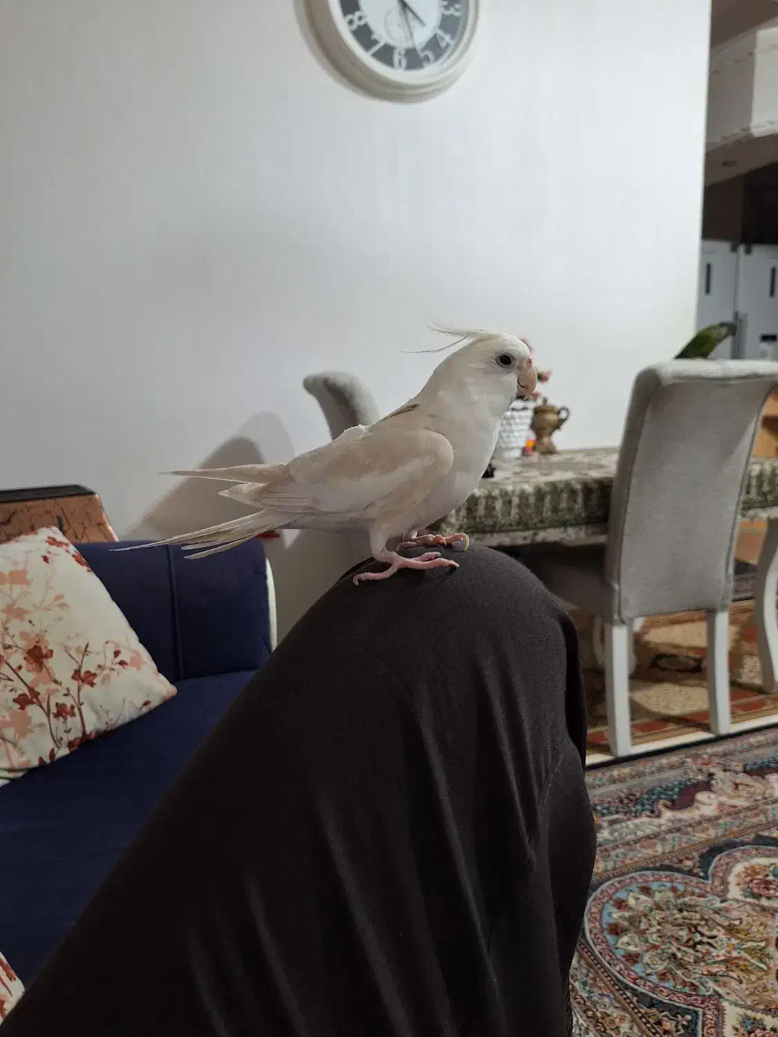 عروس هلندی نر آلبینو آوازخوان|پرنده|بهشهر, |دیوار