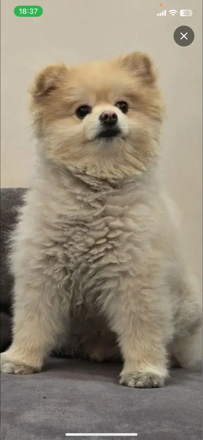 سگ پامر گمشده مژدگانی ۳۰ میلیون|حیوانات|تهران, آسمان|دیوار