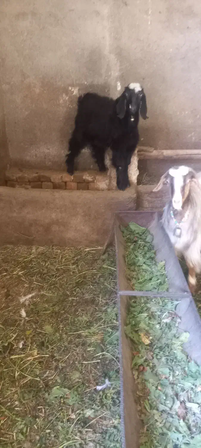 بز و بزغاله|حیوانات مزرعه|شیروان (لرستان), |دیوار