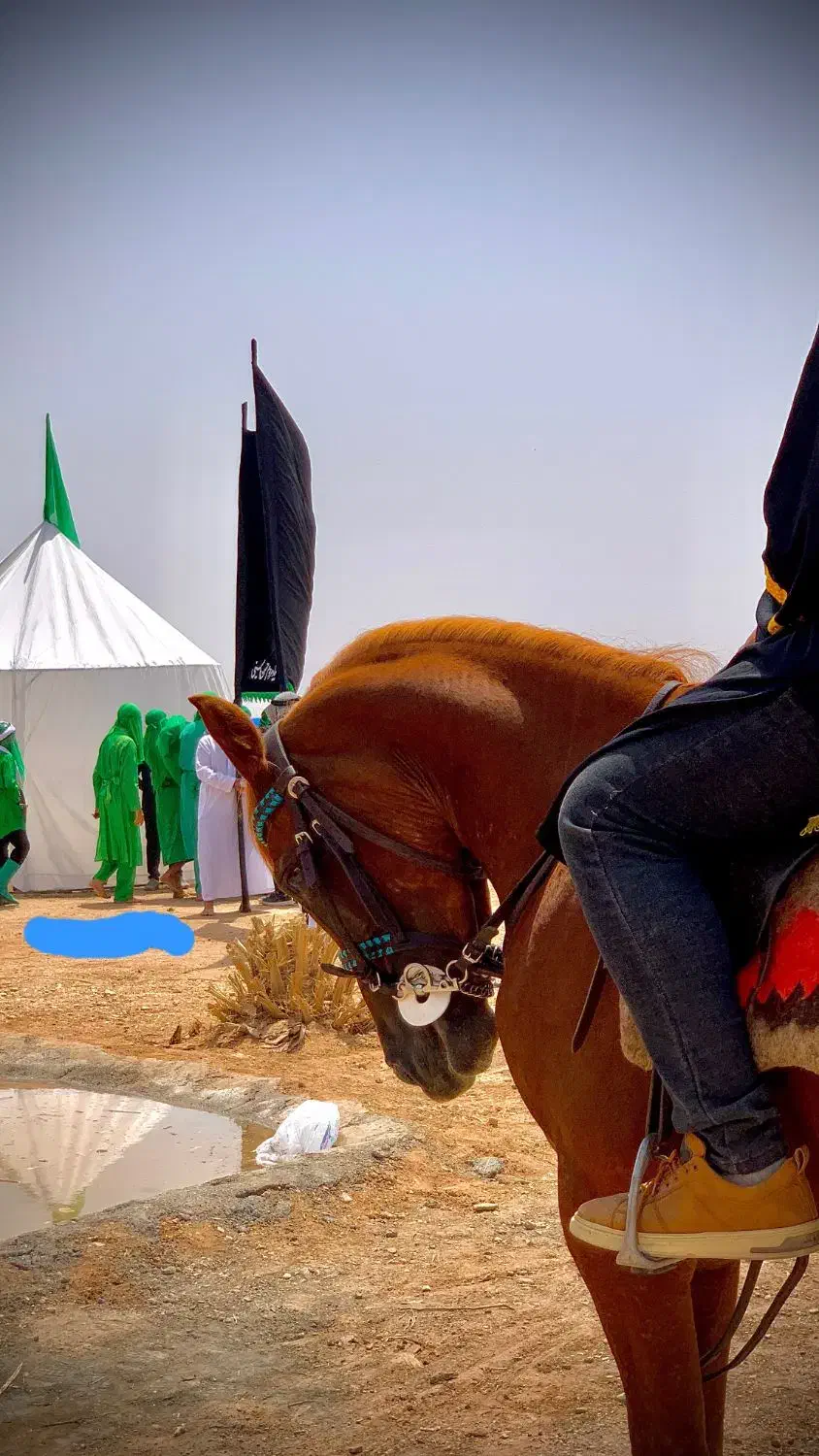 اسب مادیان عرب کرد|اسب و تجهیزات اسبسواری|یزد, |دیوار