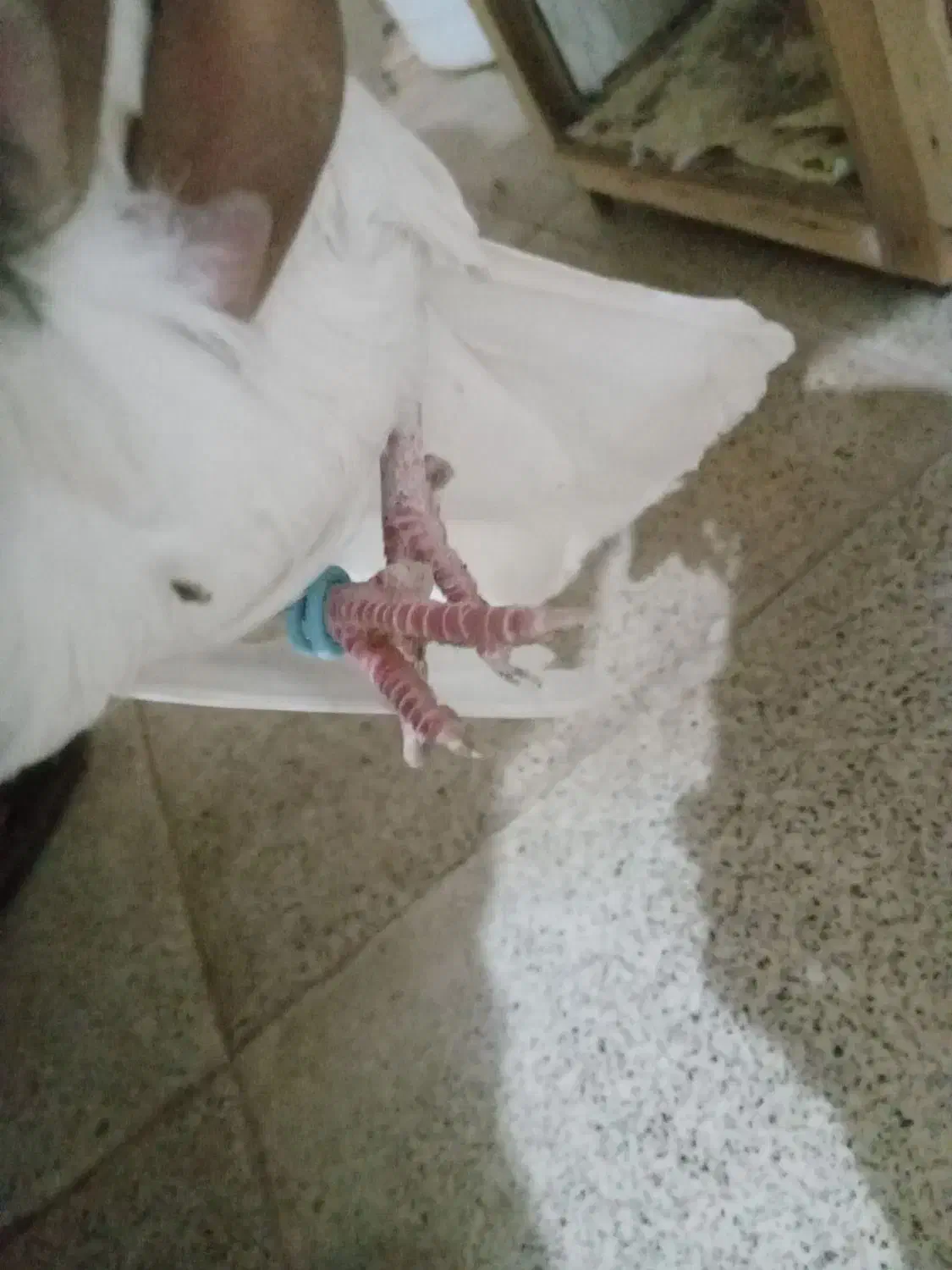 کبوتر نروماده طوقی|پرنده|شریف‌آباد, |دیوار