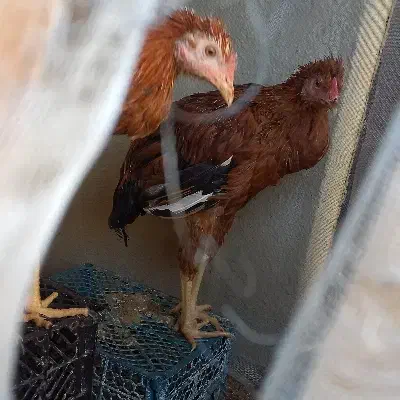 2عدد خروس محلی ۲ رگه لاری خوش استایل|حیوانات مزرعه|شهرضا, |دیوار