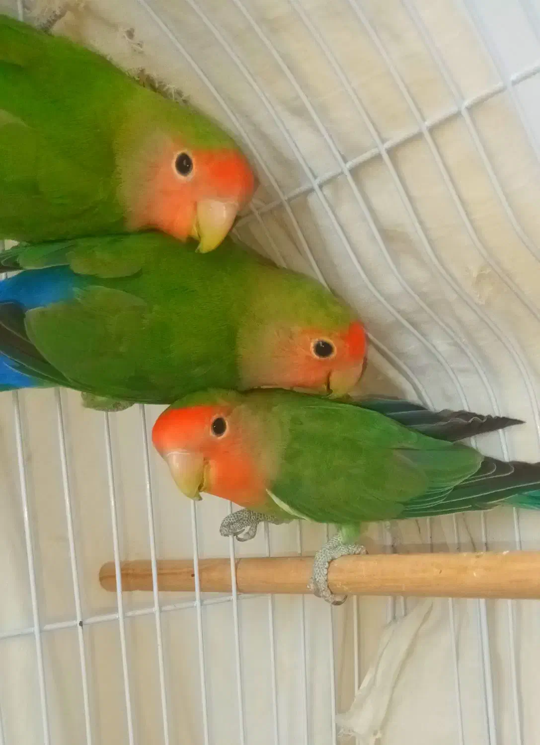 طوطی برزیلی|پرنده|قروه, |دیوار