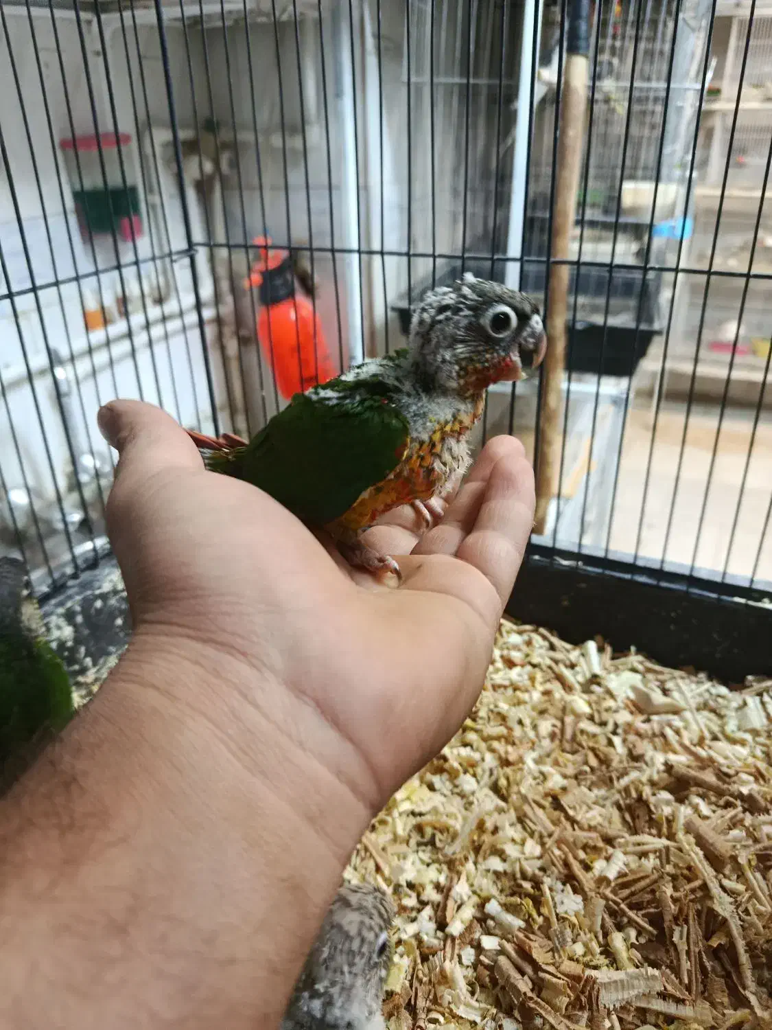 گرینچیک|پرنده|نیشابور, عدالت|دیوار