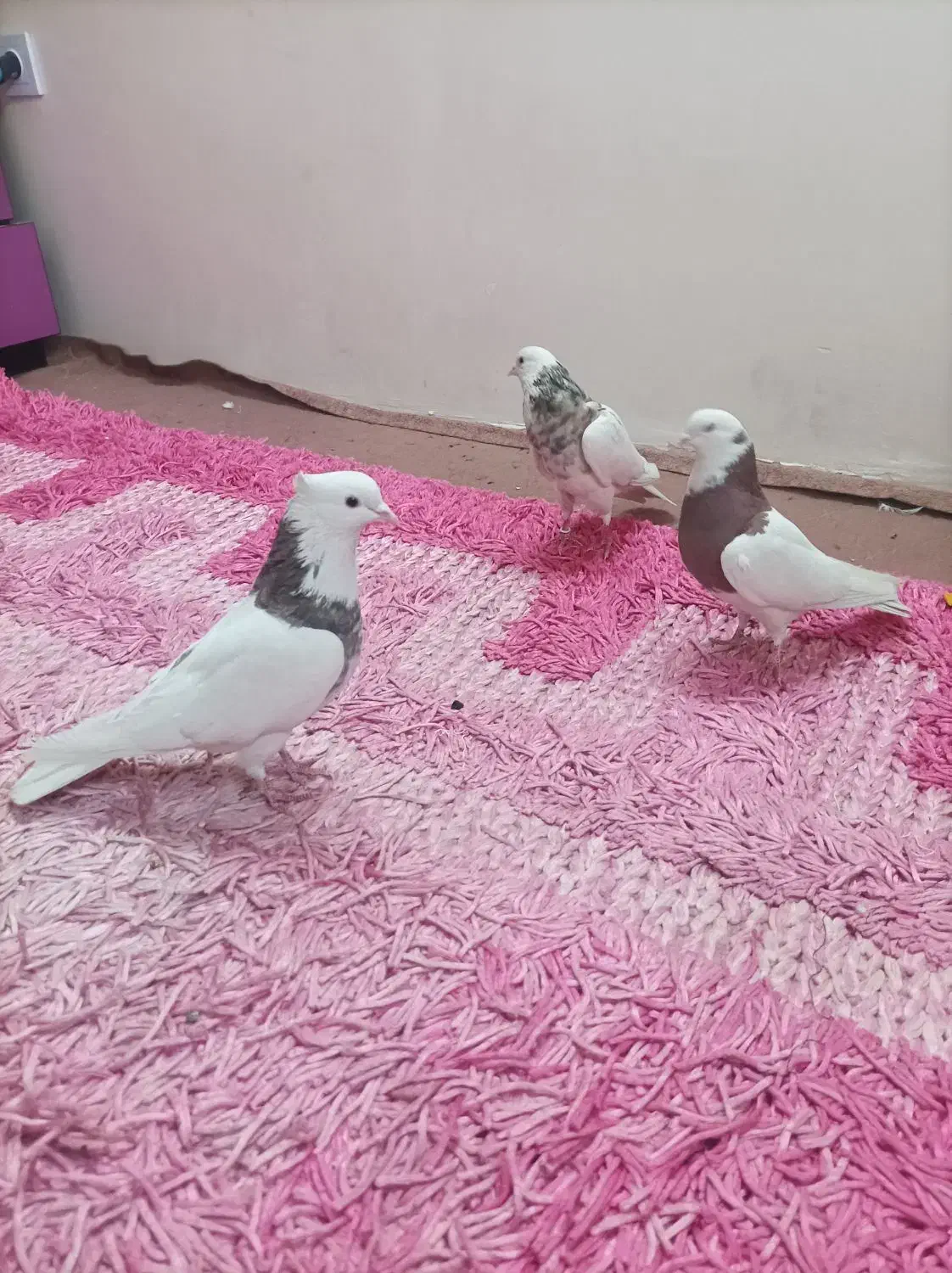 کبوتر طوقی|پرنده|تهران, شهرک رضویه|دیوار