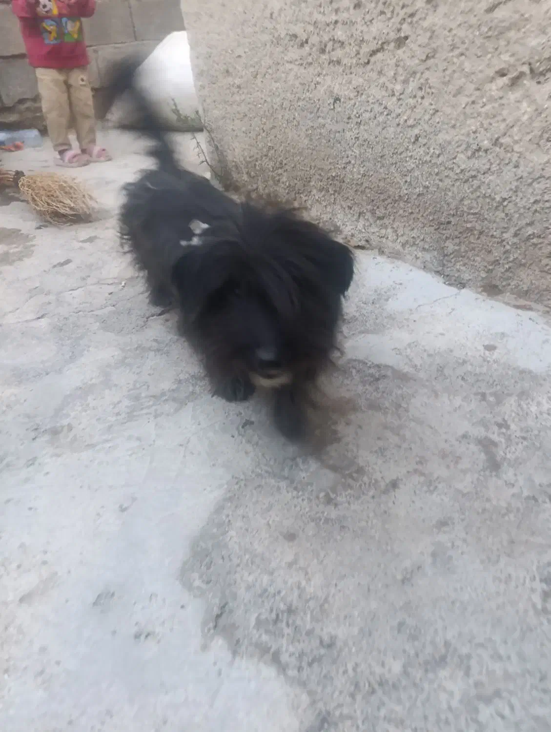 معافظه باقابلمه|سگ|یاسوج, |دیوار