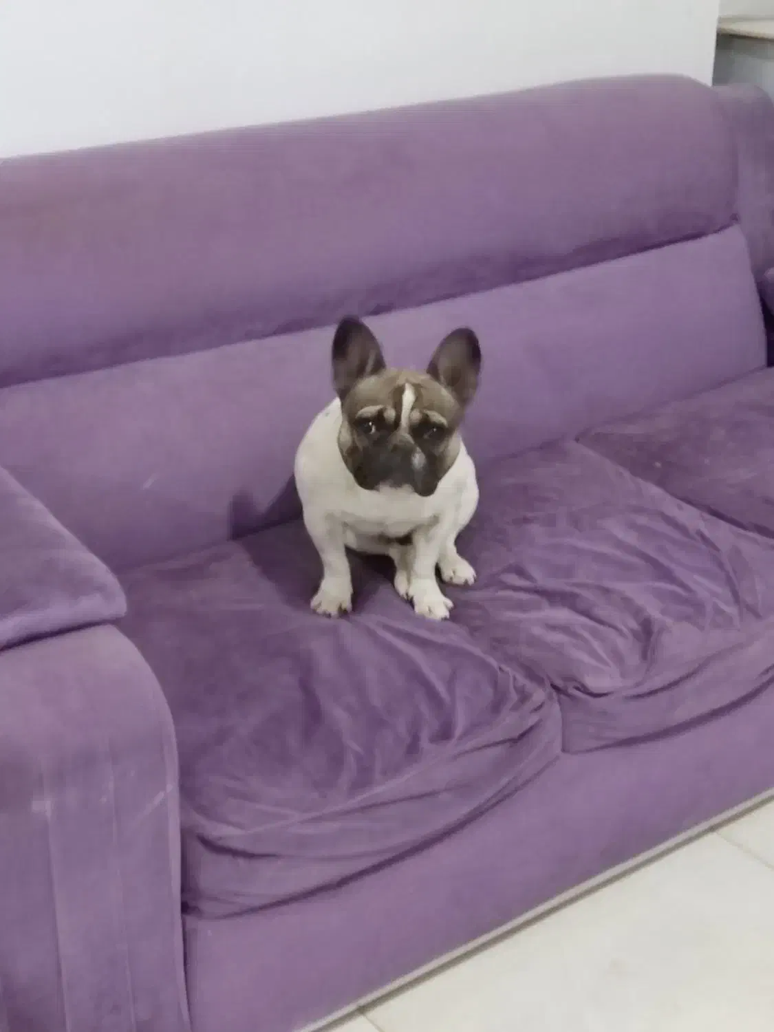 فرنج وارداتی|سگ|سبزوار, پاسداران|دیوار