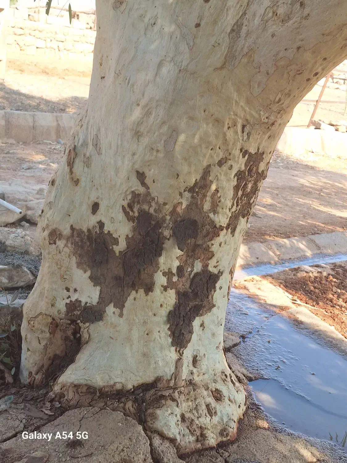 درخت بید|گل و گیاه طبیعی|اندیکا, |دیوار