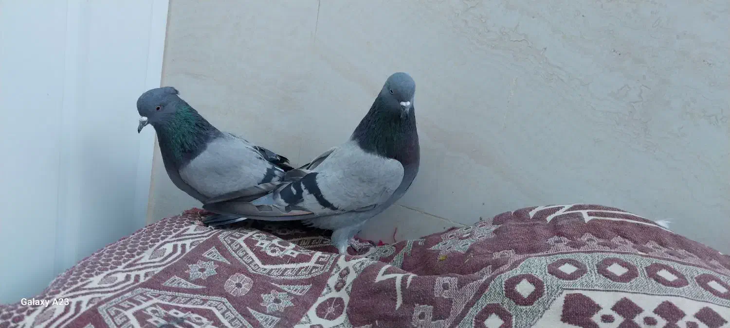 کبوتر سبز دوخط پرشی|پرنده|خمینی‌شهر, |دیوار