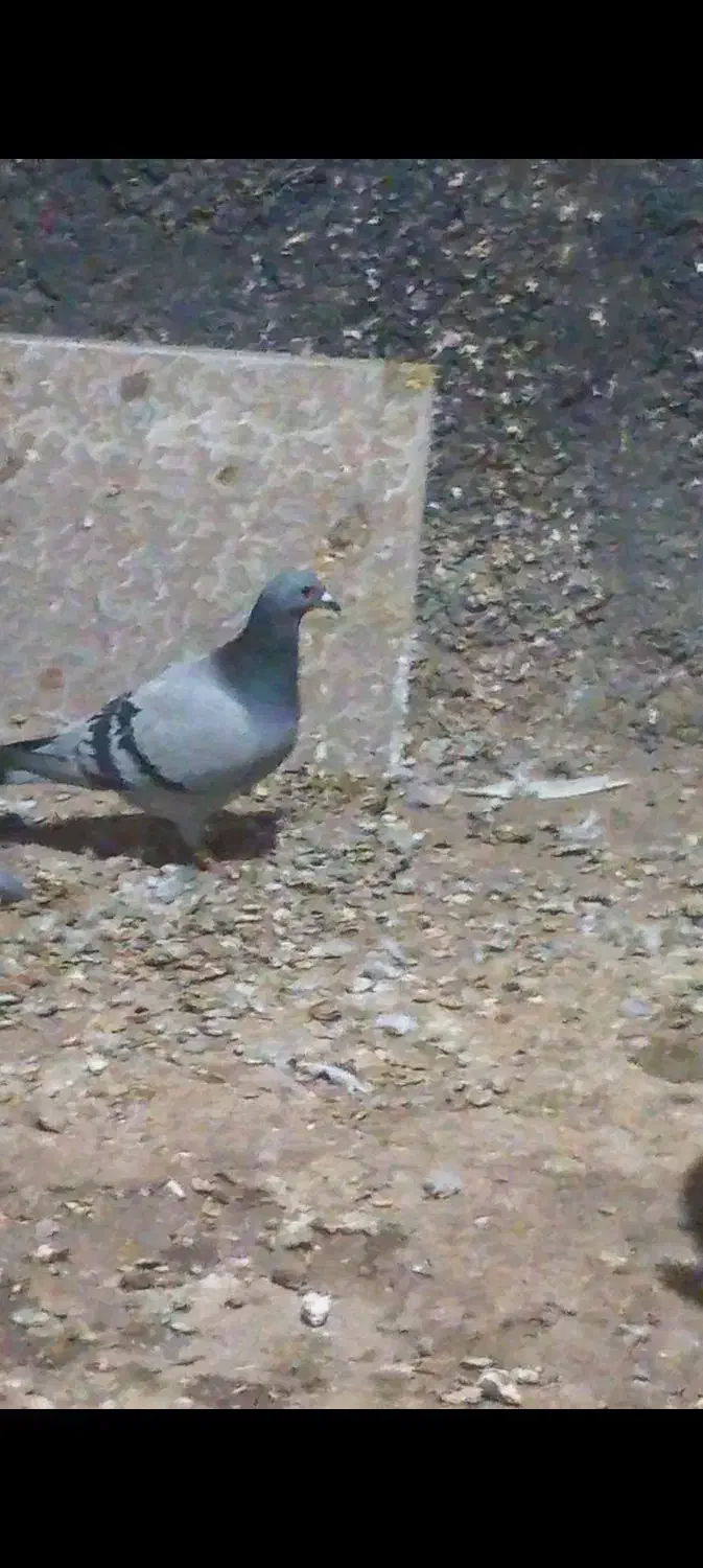 کبوتر پلاکی ماده ثبتی|پرنده|اسلامآباد غرب, |دیوار