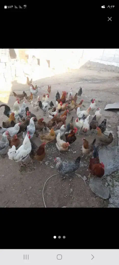 تخم مرغ محلی تازه|خوردنی و آشامیدنی|پلدختر, |دیوار