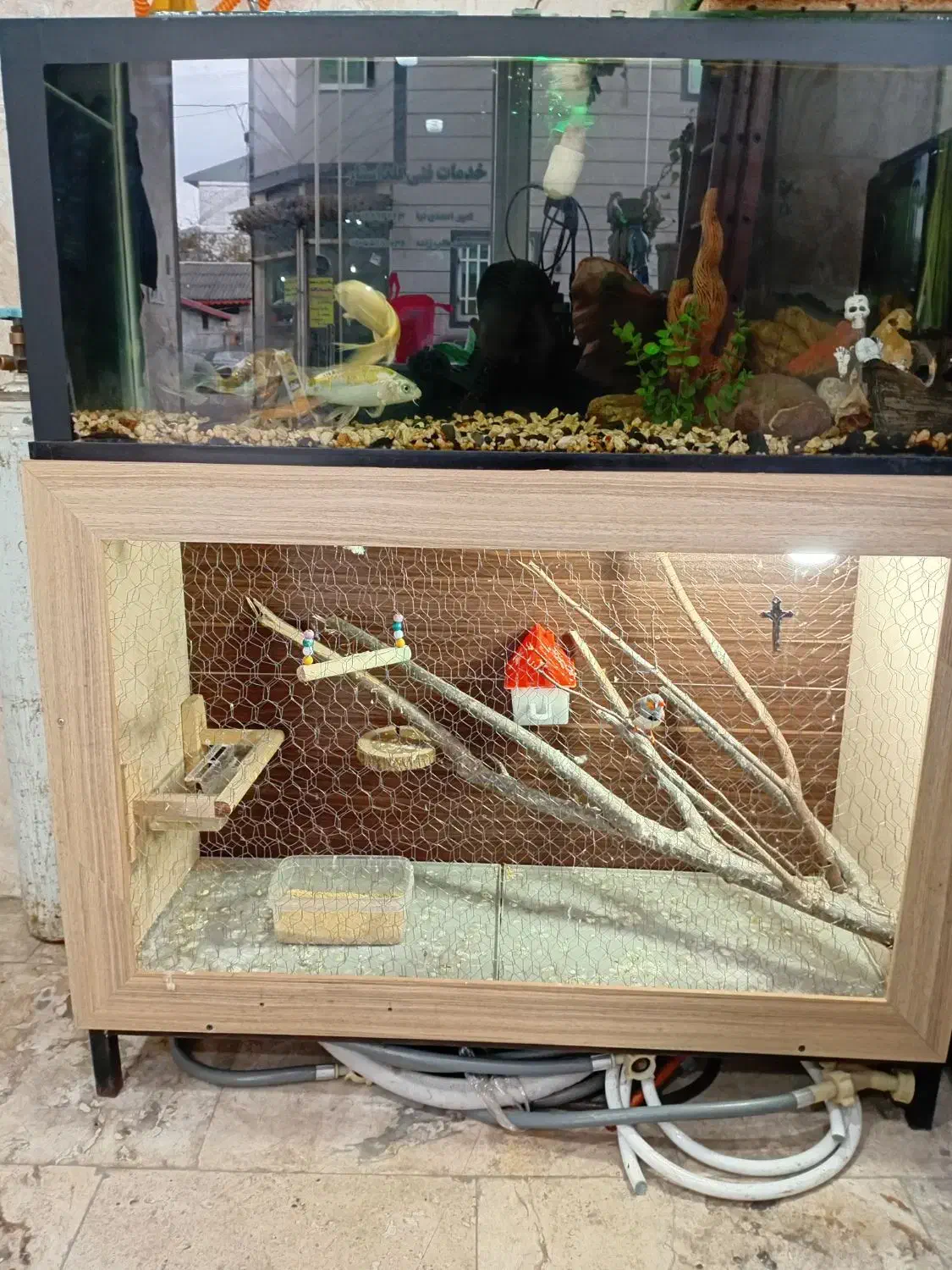 اکواریوم و قفس پرنده|ماهی|صومعهسرا, |دیوار