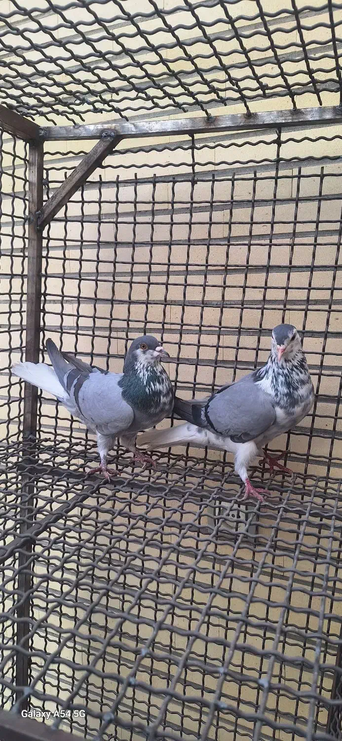 کبوتر|پرنده|اصفهان, ستار|دیوار