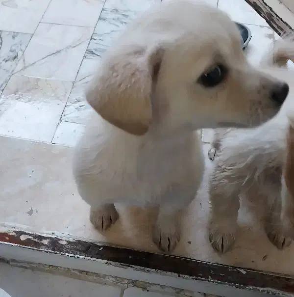 واگذاری سگ|سگ|تهران, گمرک|دیوار