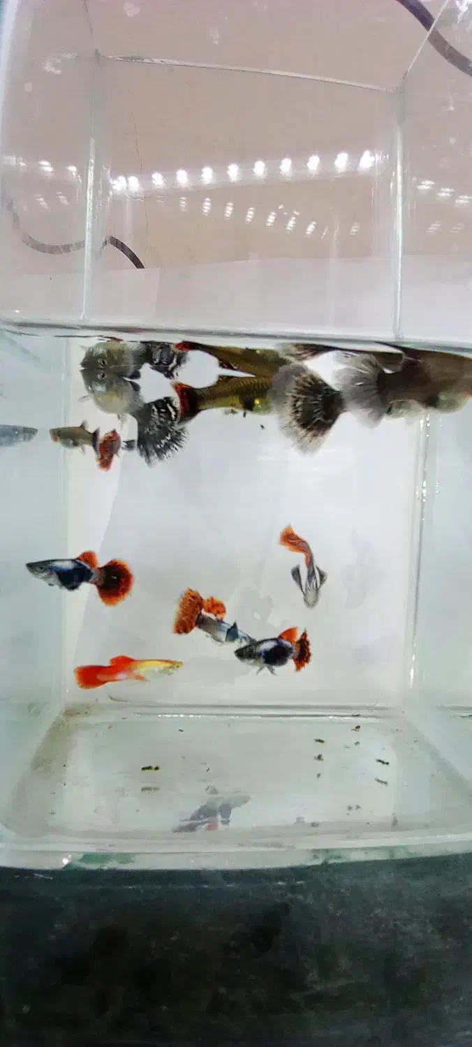 ماهی گوپی بیگ ایر|ماهی|شهرضا, |دیوار