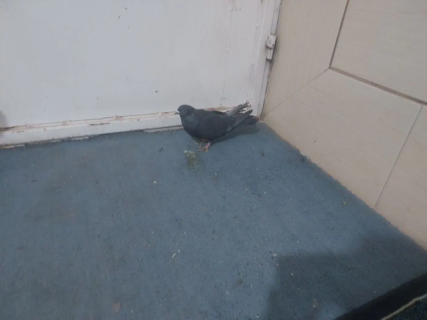 کبوتر|پرنده|رفسنجان, |دیوار