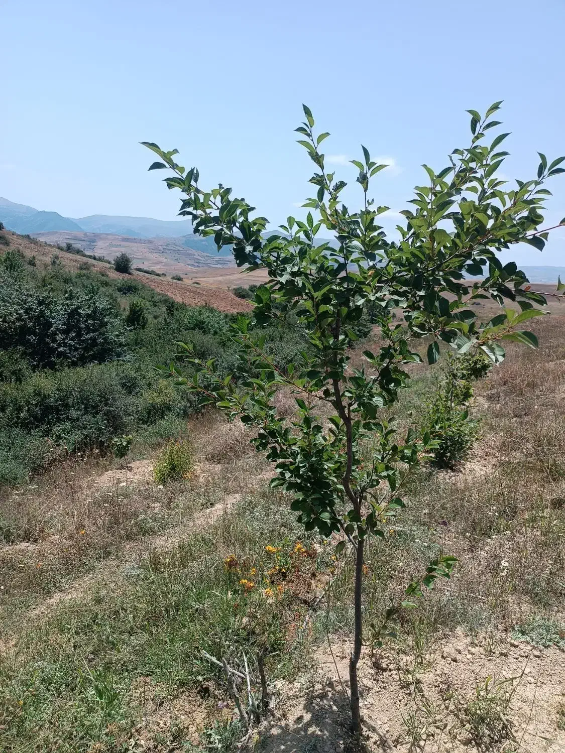 فروش زمین|فروش زمین و ملک کلنگی|دیلمان, |دیوار