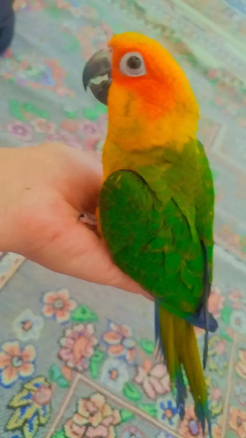 پرنده طوطی|پرنده|میبد, |دیوار