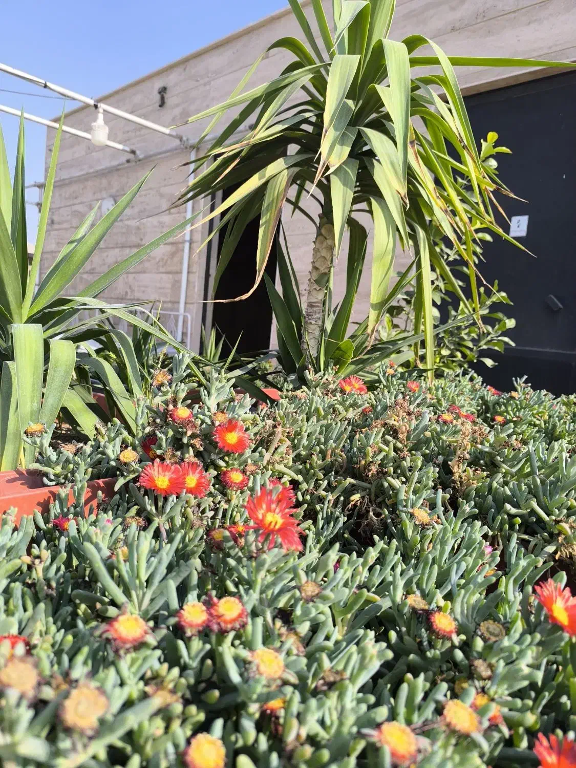 تعدادی گلدان مناسب حیاط یا روف گاردن|گل و گیاه طبیعی|ری, سرتخت|دیوار